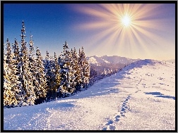 Śnieg, Choinki, Słońce, Niebo